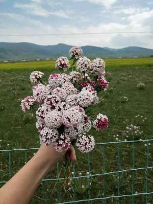 中国法门寺首届新春文化节引爆