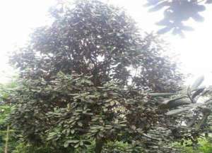一杓饭汁成佛因